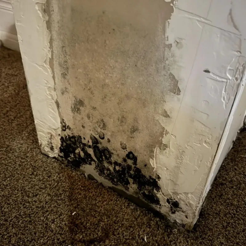 Professional Mold Removal in Accomack County, VA